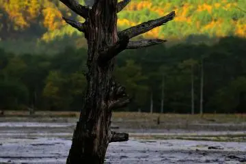 Mysterious view of a snag in Lake Taisho (Photo: MASAYOSHI HIROSE)